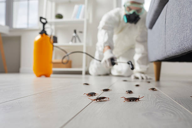 Commercial Kitchen Cockroach Control in Steiner Ranch